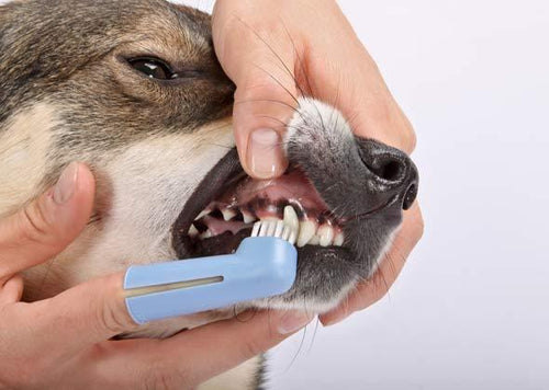 Are You Brushing Your Dog's Teeth Wrong?