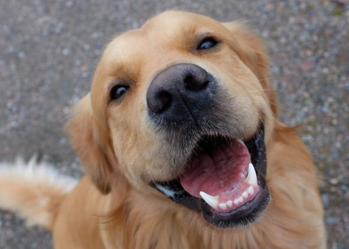 5 Signs Your Dog Loves You
