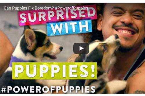 Can Puppies Fix Bordom?