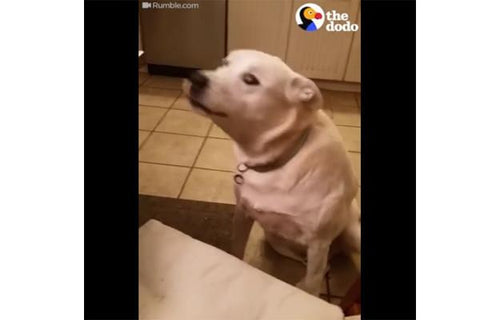Dog Refuses To Stop Talking