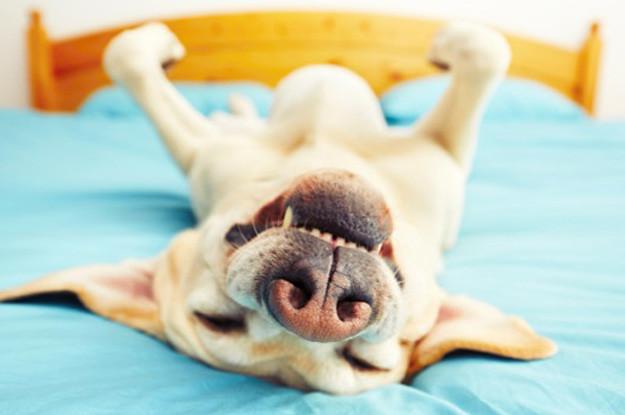 6 Ways To Know Your Dog Has You Trained