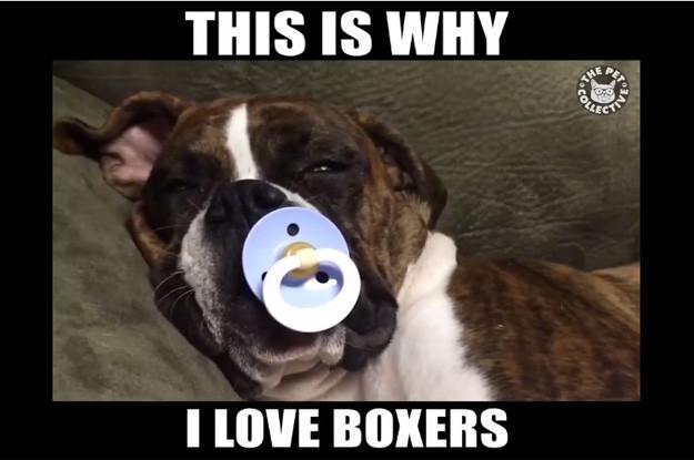 Video for Boxer Dog Lovers
