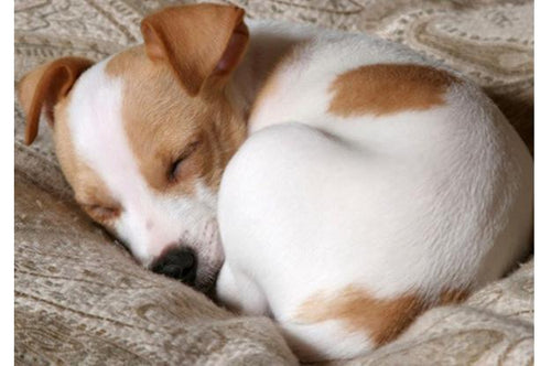 4 Dog Sleeping Habits Explained