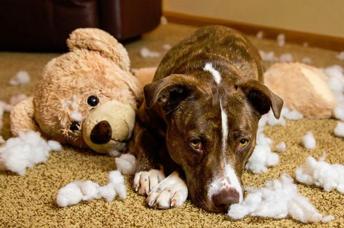 Guilty Dogs Who Are Sorry Not Sorry