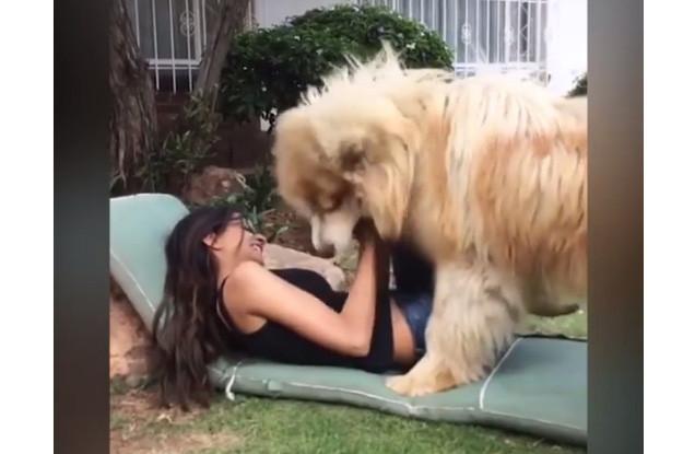 Giant Dog Thinks He's Still A Puppy