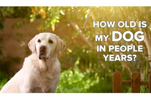 How Old Is Your Dog In People Years?
