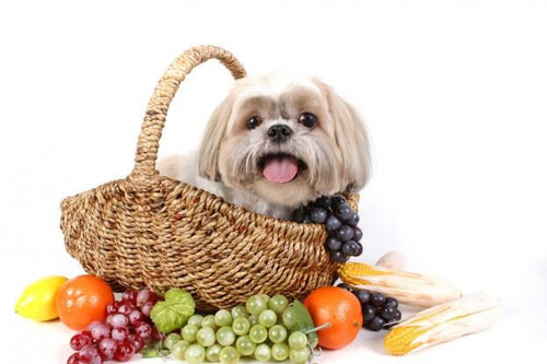 7 Worst Fruits and Vegetables for Dogs