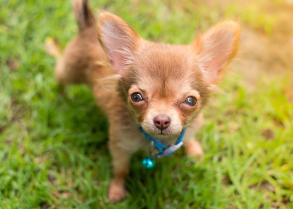 Most Popular Puppy Names of 2016